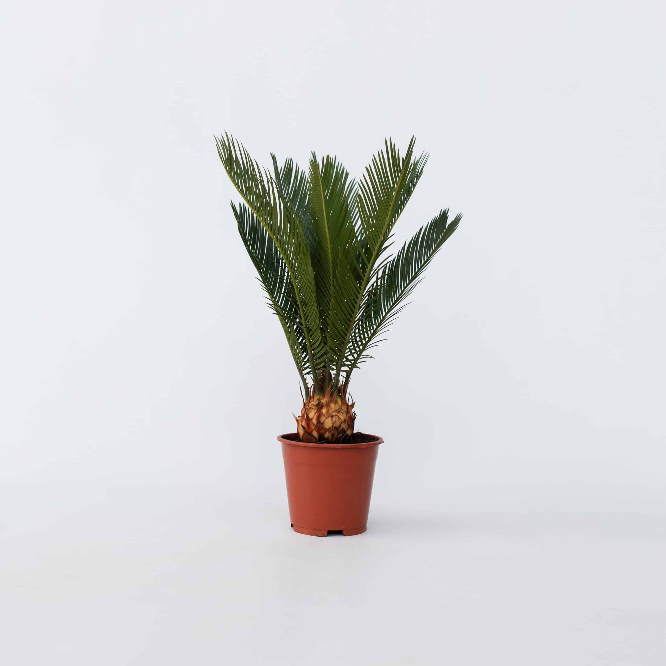 Plant in a Box - Sagopalmfarn - 4 Stk - Cycas revoluta - Höhe 45-60cm - Topf 15cm