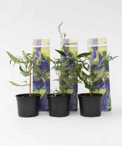 Plant in a Box - Schmetterlingsfliedern - 3 Stk - Buddleja 'Nanho Blue' - Höhe 25-40cm - Topf 9cm