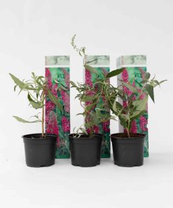 Plant in a Box - Schmetterlingsfliedern - 3 Stk - Buddleja 'Pink Delight' - Höhe 25-40cm - Topf 9cm