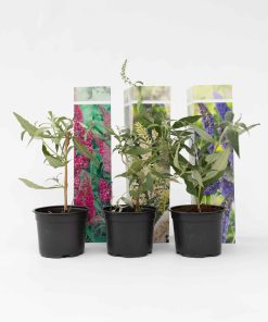 Plant in a Box - Schmetterlingsfliedern - 3 Stk - Buddleja davidii - Höhe 25-40cm - Topf 9cm