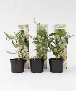 Plant in a Box - Schmetterlingsfliedern - 3 Stk - Buddleja davidii 'White' - Höhe 25-40cm - Topf 9cm