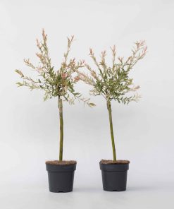Plant in a Box - Schweizer Zwergweide - 2 Stk - Salix integra 'Flamingo' - Höhe 60-80cm - Topf 17cm