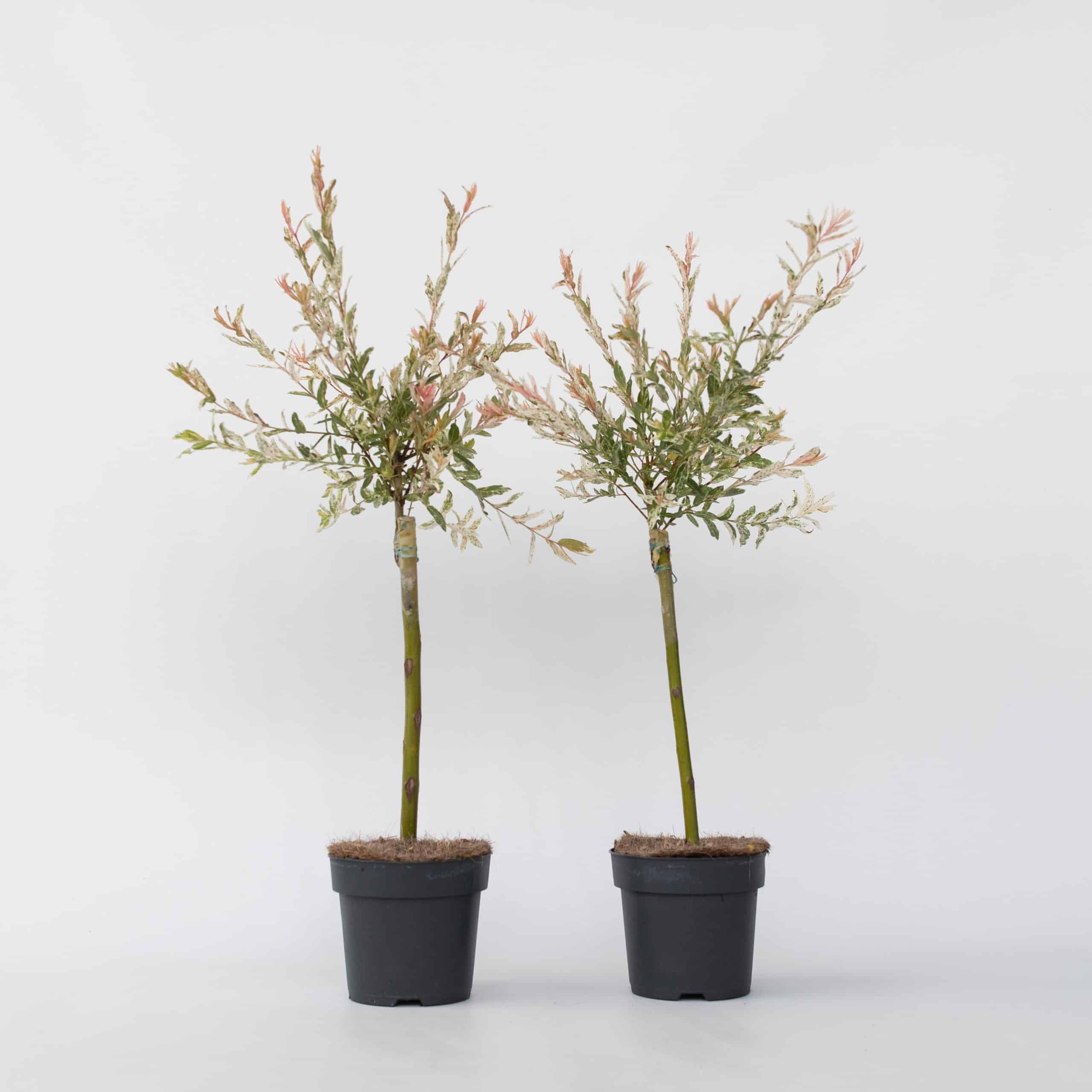 Plant in a Box - Schweizer Zwergweide - 2 Stk - Salix integra 'Flamingo' - Höhe 60-80cm - Topf 17cm