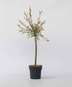 Plant in a Box - Schweizer Zwergweide - 4 Stk - Salix integra 'Flamingo' - Höhe 60-80cm - Topf 17cm