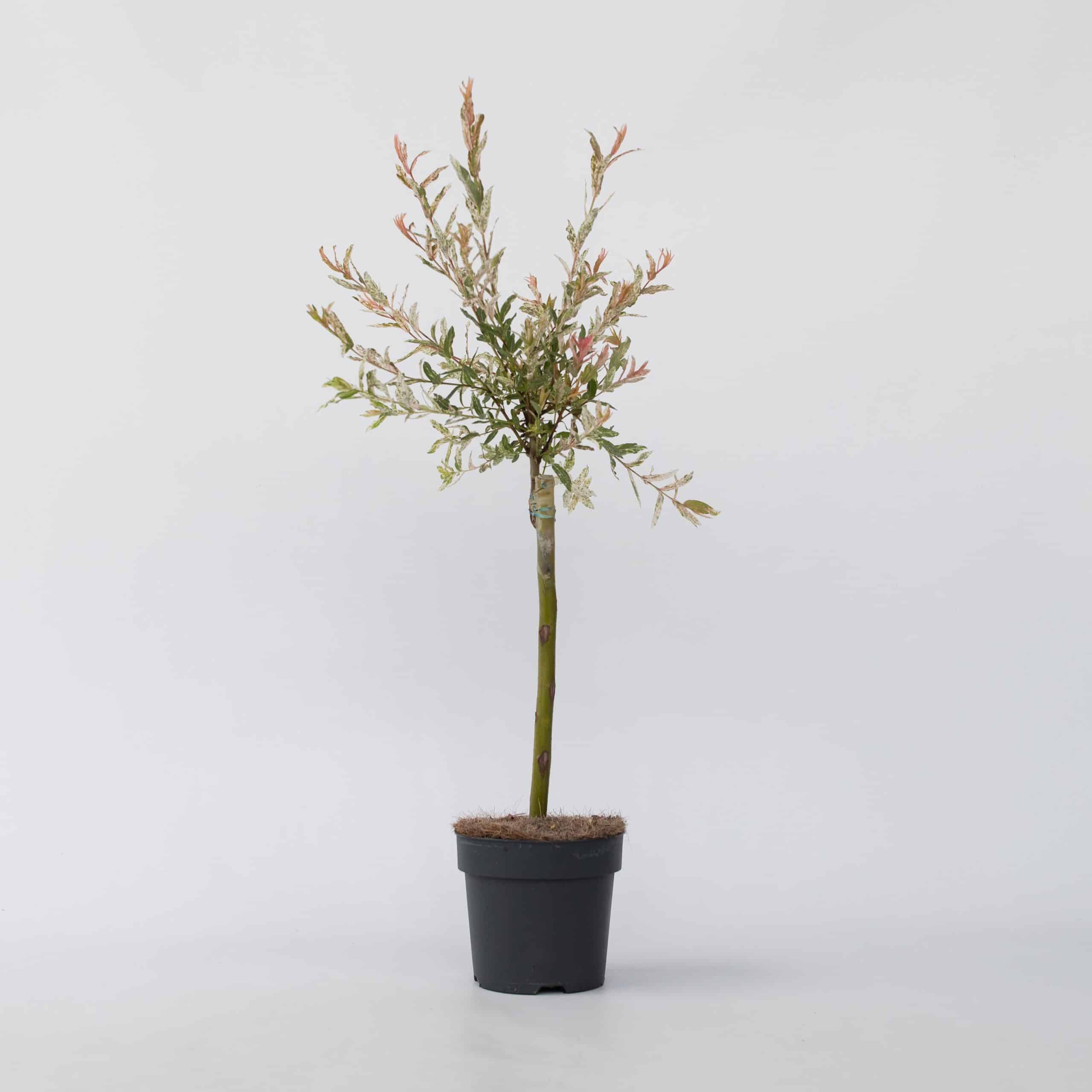 Plant in a Box - Schweizer Zwergweide - 4 Stk - Salix integra 'Flamingo' - Höhe 60-80cm - Topf 17cm