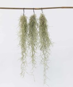 Plant in a Box - Spanisches Moos - 3 Stk - Tillandsia usneoides - Höhe 25-40cm - Topf 5cm