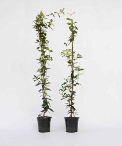Plant in a Box - Sternjasmin - 2 Stk - Trachelospermum jasminoides - Höhe 110-120cm - Topf 17cm