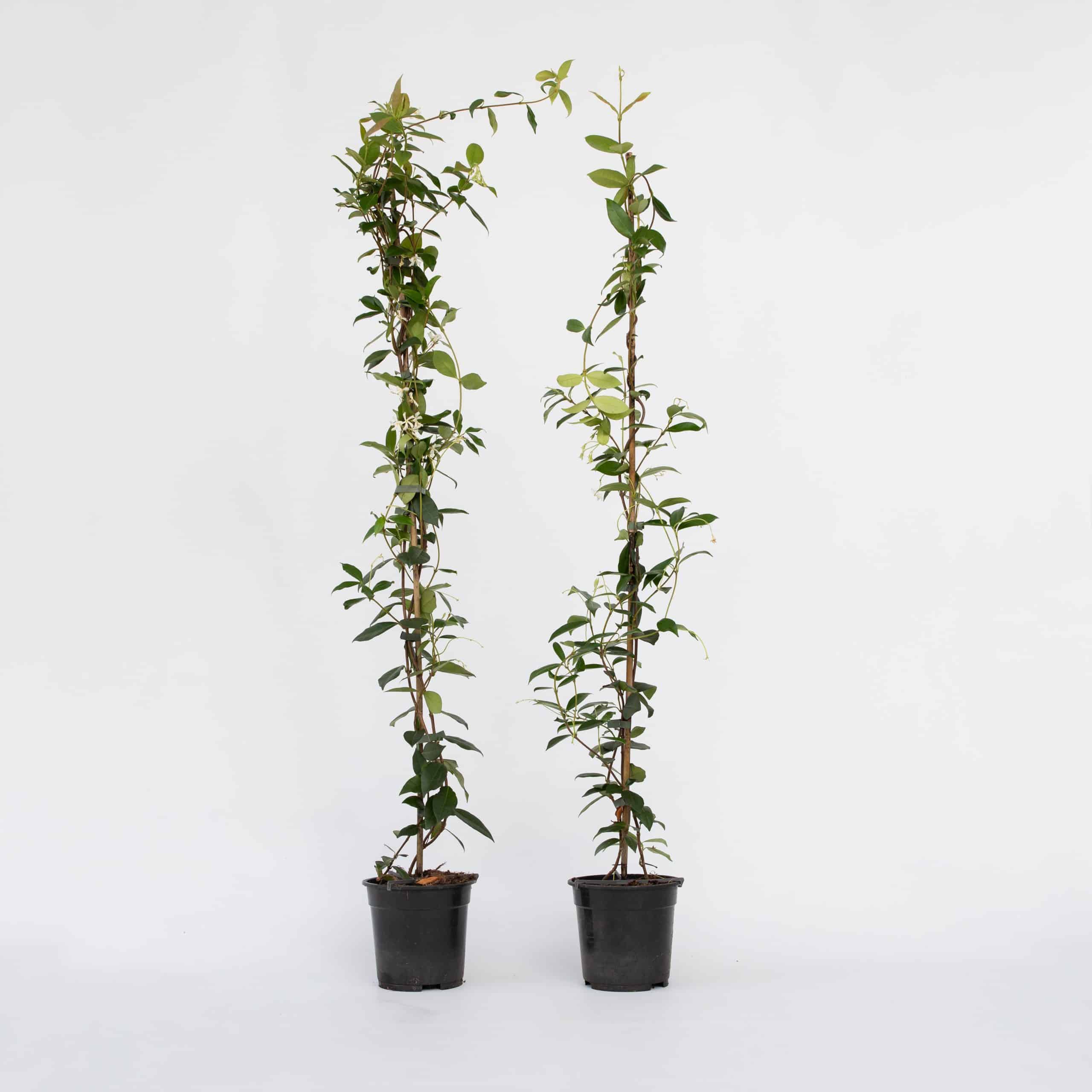 Plant in a Box - Sternjasmin - 2 Stk - Trachelospermum jasminoides - Höhe 110-120cm - Topf 17cm