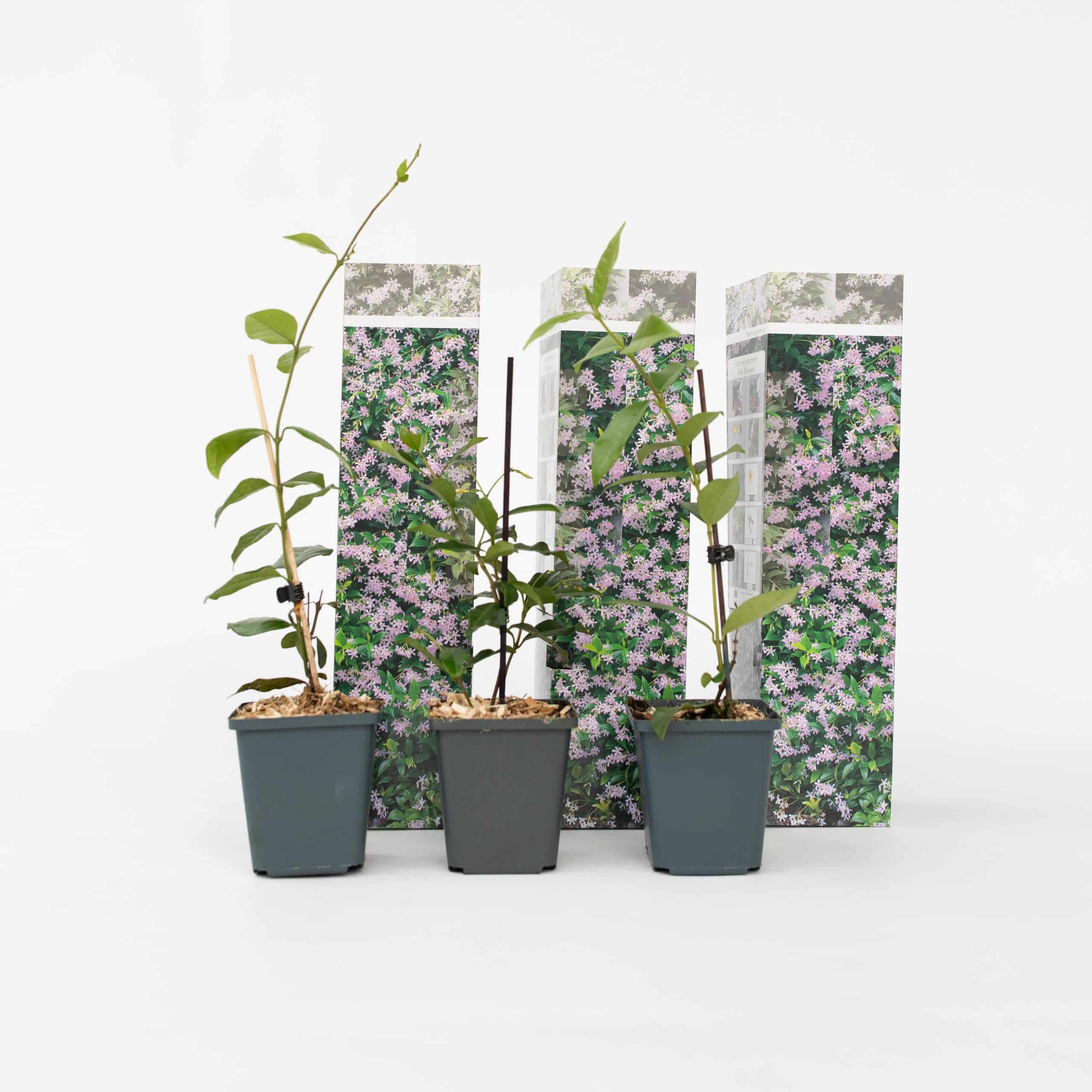 Plant in a Box - Sternjasmin - 3 Stk - Trachelospermum jasminoides - Höhe 25-40cm - Topf 9cm