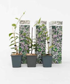 Plant in a Box - Sternjasmin - 6 Stk - Trachelospermum jasminoides - Höhe 25-40cm - Topf 9cm