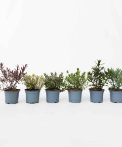 Plant in a Box - Strauchveronika - 6 Stk - Hebe pinguifolia - Höhe 15-20cm - Topf 11cm