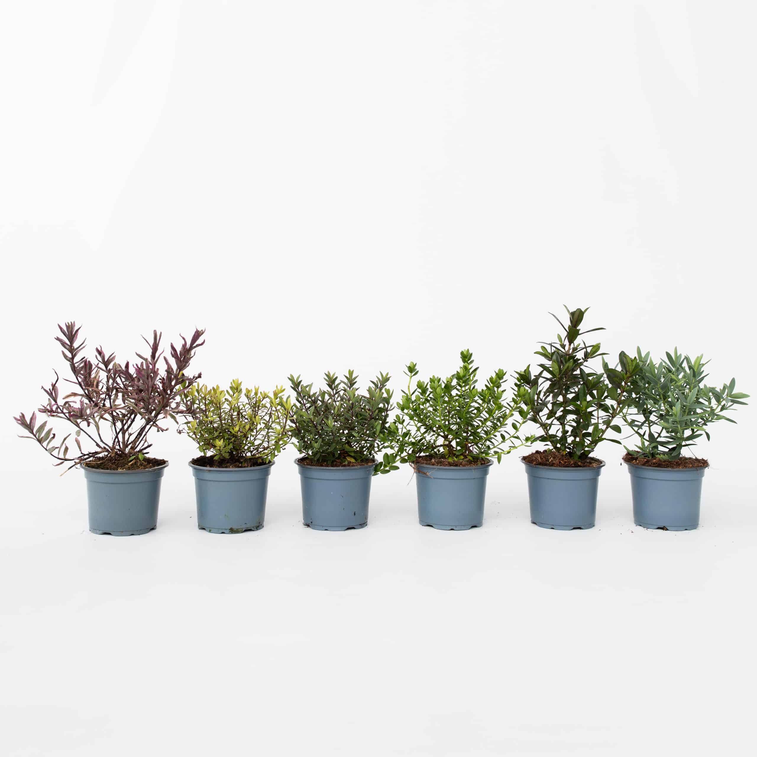 Plant in a Box - Strauchveronika - 6 Stk - Hebe pinguifolia - Höhe 15-20cm - Topf 11cm