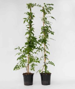 Plant in a Box - Trompetenkletterer - 2 Stk - Campis radicans 'Flava' - Höhe 110-120cm - Topf 17cm