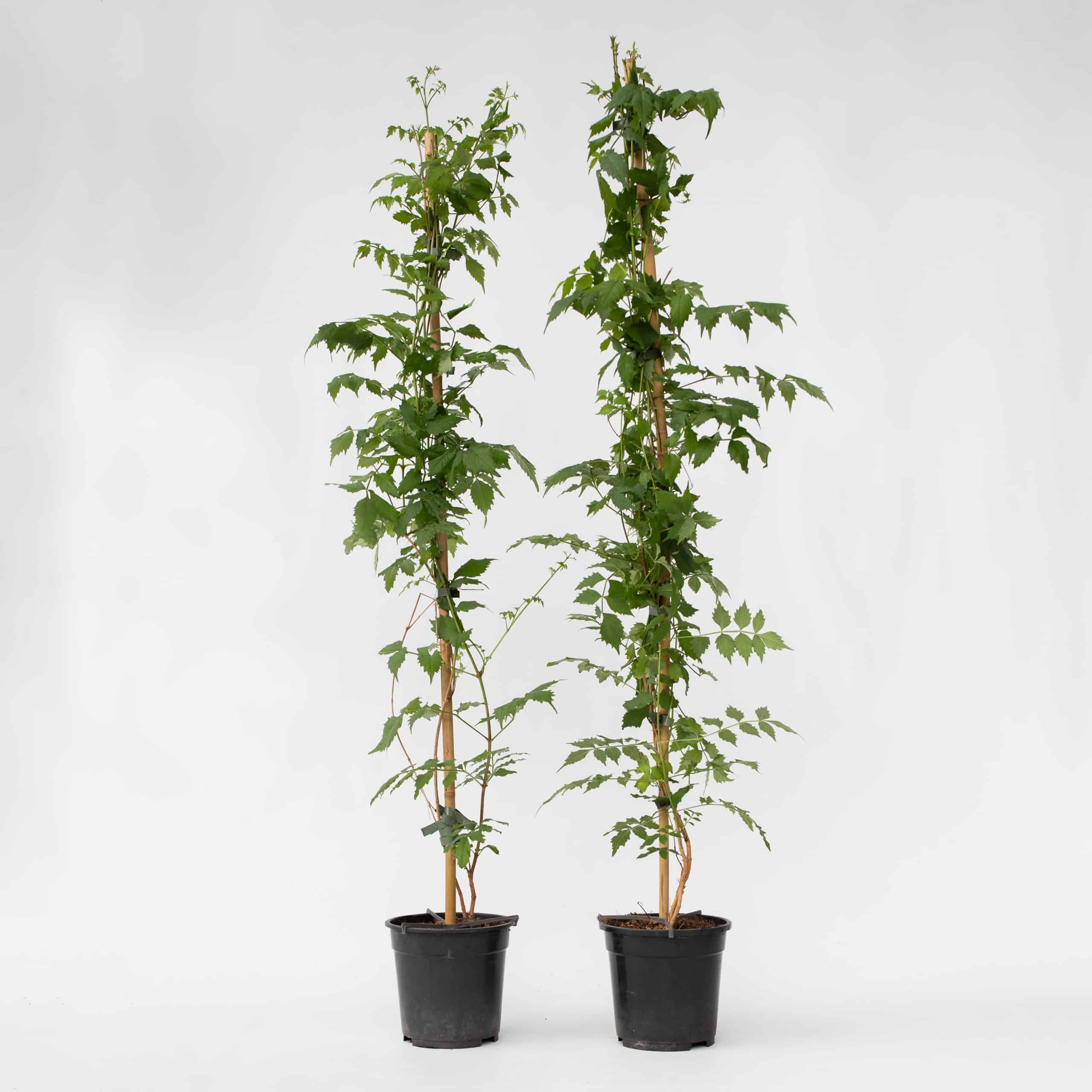Plant in a Box - Trompetenkletterer - 2 Stk - Campsis 'Mme Galen' - Höhe 110-120cm - Topf 17cm