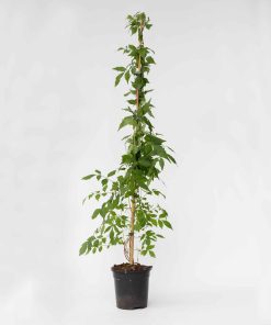 Plant in a Box - Trompetenkletterer - Campis radicans 'Flava' - Höhe 110-120cm - Topf 17cm