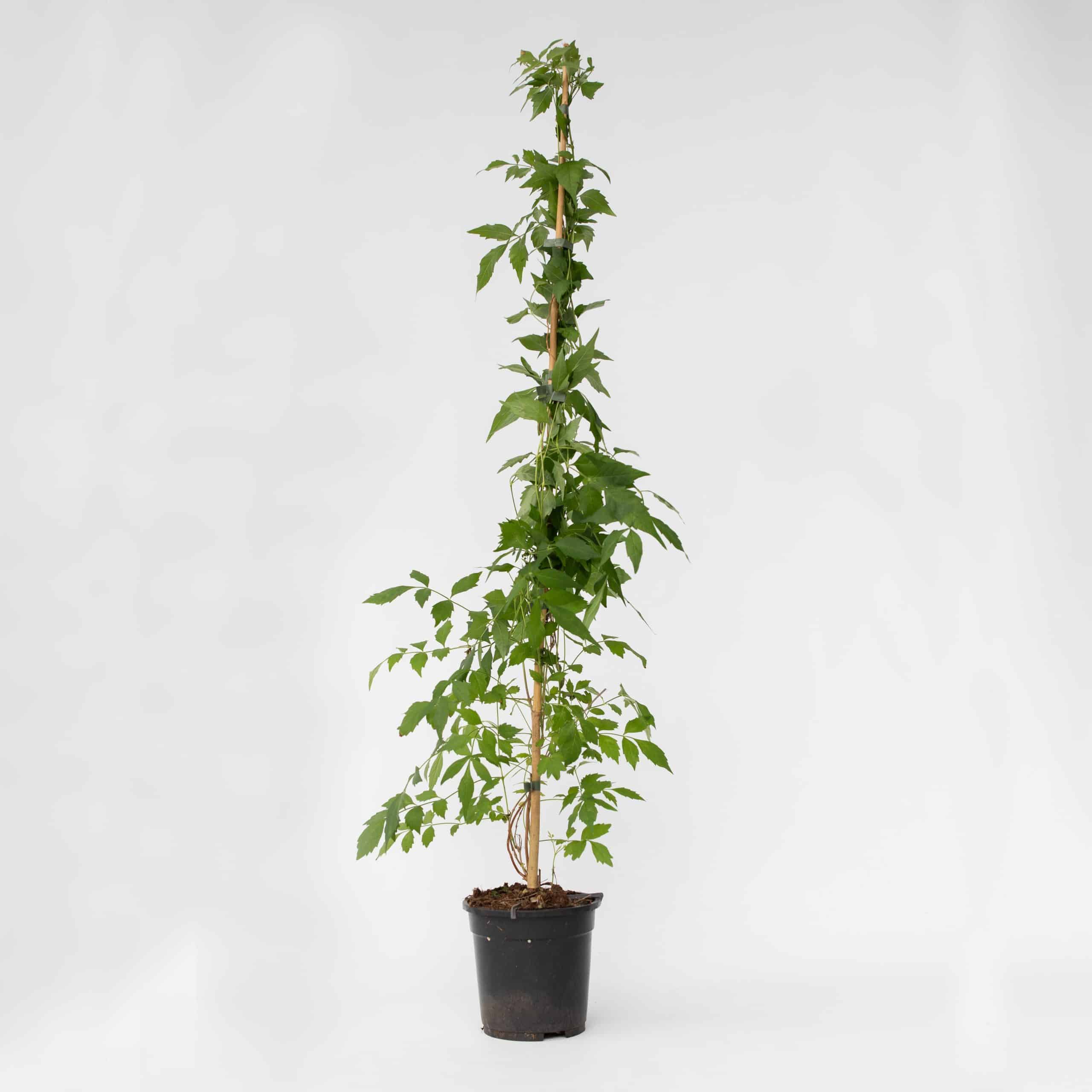Plant in a Box - Trompetenkletterer - Campis radicans 'Flava' - Höhe 110-120cm - Topf 17cm