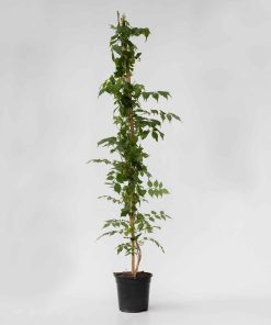 Plant in a Box - Trompetenkletterer - Campsis taglibuana 'Mme Galen' - Höhe 110-120cm - Topf 17cm