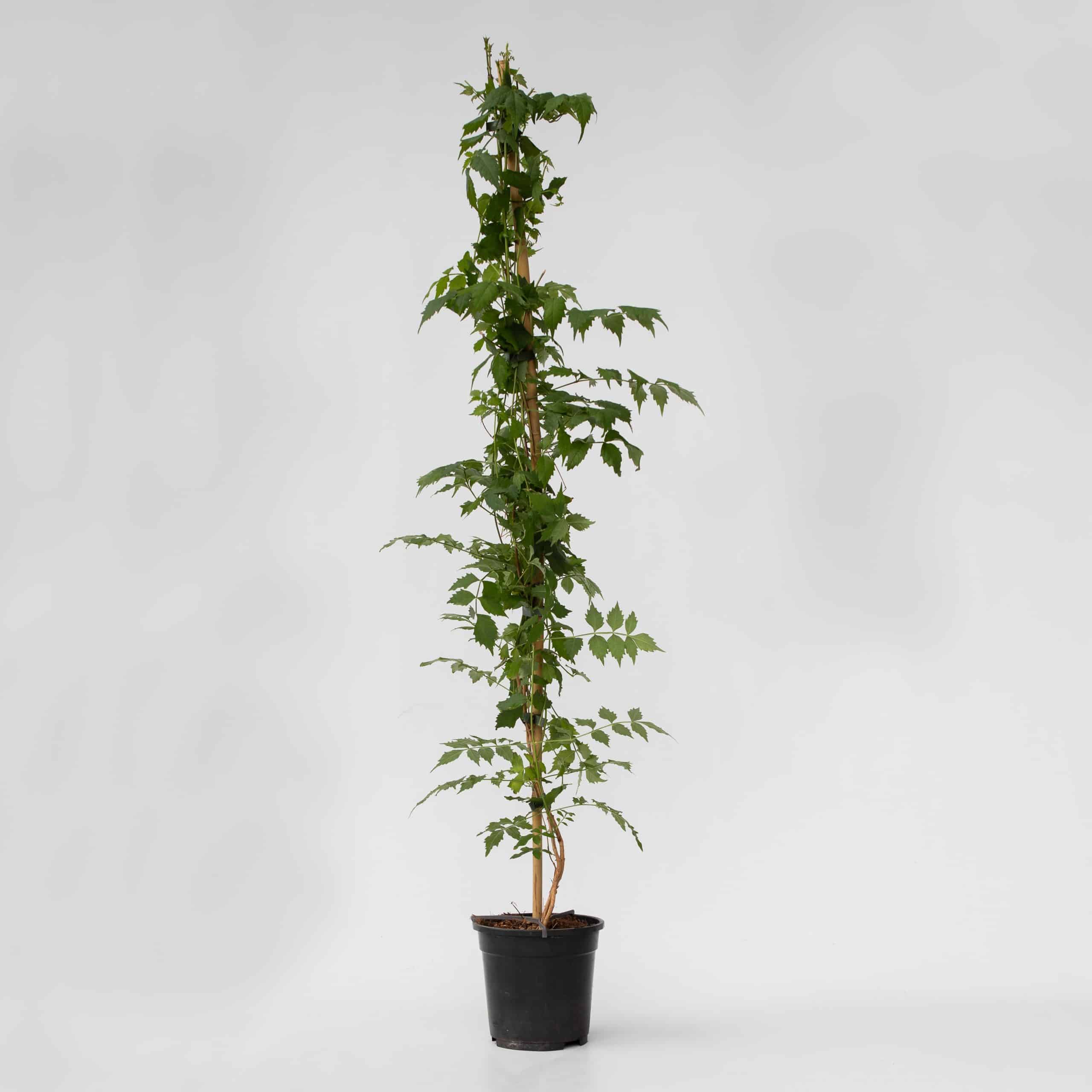 Plant in a Box - Trompetenkletterer - Campsis taglibuana 'Mme Galen' - Höhe 110-120cm - Topf 17cm