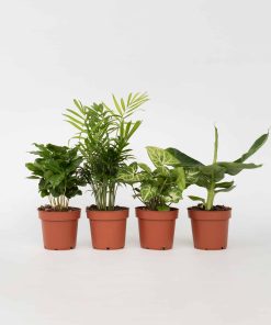 Plant in a Box - Vier Pflanzen - 4 Stk - Chamaedorea Musa Syngonium Coffea - Höhe 25-40cm - Topf 12cm