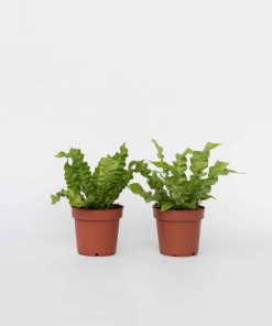 Plant in a Box - Vogelnestfarn - 2 Stk - Asplenium nidus 'Crispy Wave' - Höhe 25-40cm - Topf 12cm