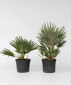Plant in a Box - Vulkan Zwergpalme - 2 Stk - Chamaerops 'Vulcano' - Höhe 35-45cm - Topf 19cm