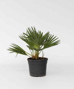 Plant in a Box - Vulkan Zwergpalme - Chamaerops 'Vulcano' - Höhe 35-45cm - Topf 19cm