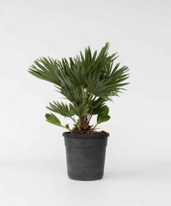 Plant in a Box - Vulkan Zwergpalme - Chamaerops 'Vulcano' - Höhe 45-55cm - Topf 24cm