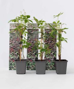 Plant in a Box - Wilder Wein - 6 Stk - Parthenocissus quinquefolia - Höhe 25-40cm - Topf 9cm
