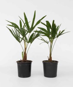 Plant in a Box - Windmühlenpalme - 2 Stk - Trachycarpus Fortunei - Höhe 35-45cm - Topf 15cm