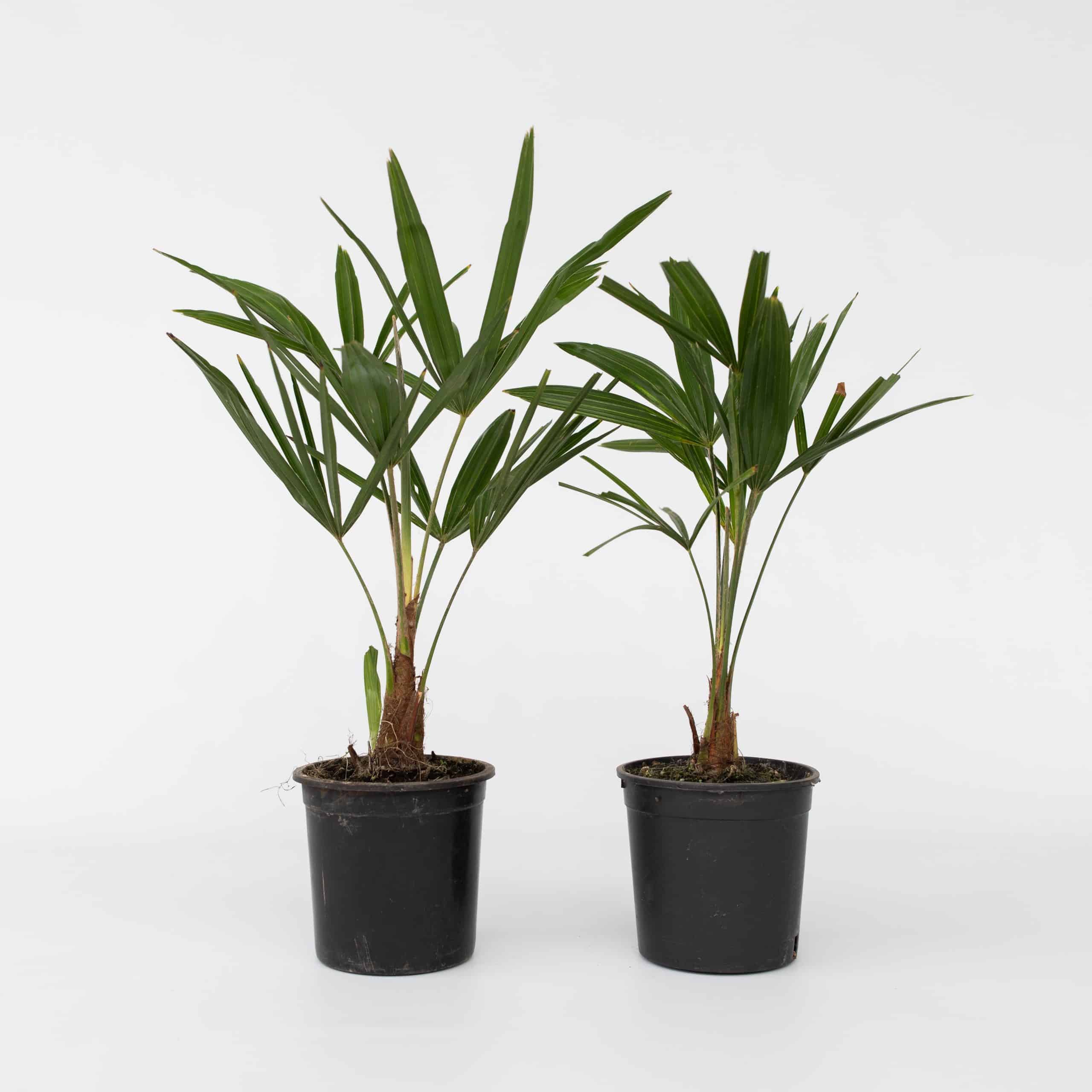 Plant in a Box - Windmühlenpalme - 2 Stk - Trachycarpus Fortunei - Höhe 35-45cm - Topf 15cm
