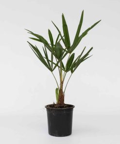 Plant in a Box - Windmühlenpalme - Trachycarpus Fortunei - Höhe 35-45cm - Topf 15cm
