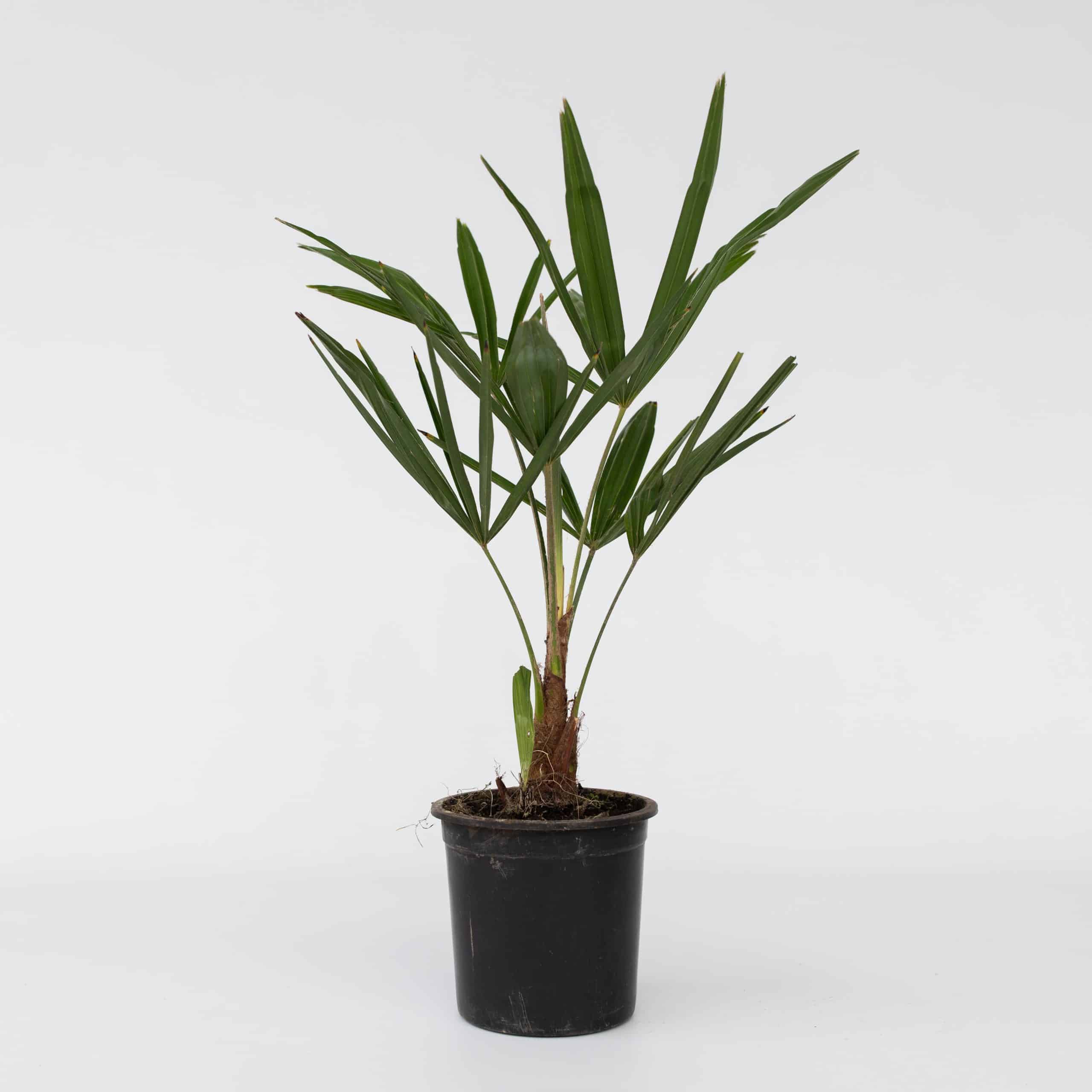Plant in a Box - Windmühlenpalme - Trachycarpus Fortunei - Höhe 35-45cm - Topf 15cm