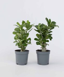 Plant in a Box - Wüstenrose - 2 Stk - Adenium obesum - Höhe 25-40cm - Topf 11cm