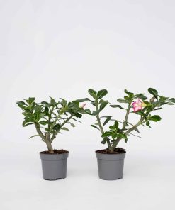 Plant in a Box - Wüstenrose - 2 Stk - Adenium obesum - Höhe 30-45cm - Topf 13cm