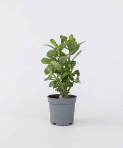 Plant in a Box - Wüstenrose - Adenium obesum - Höhe 25-40cm - Topf 10