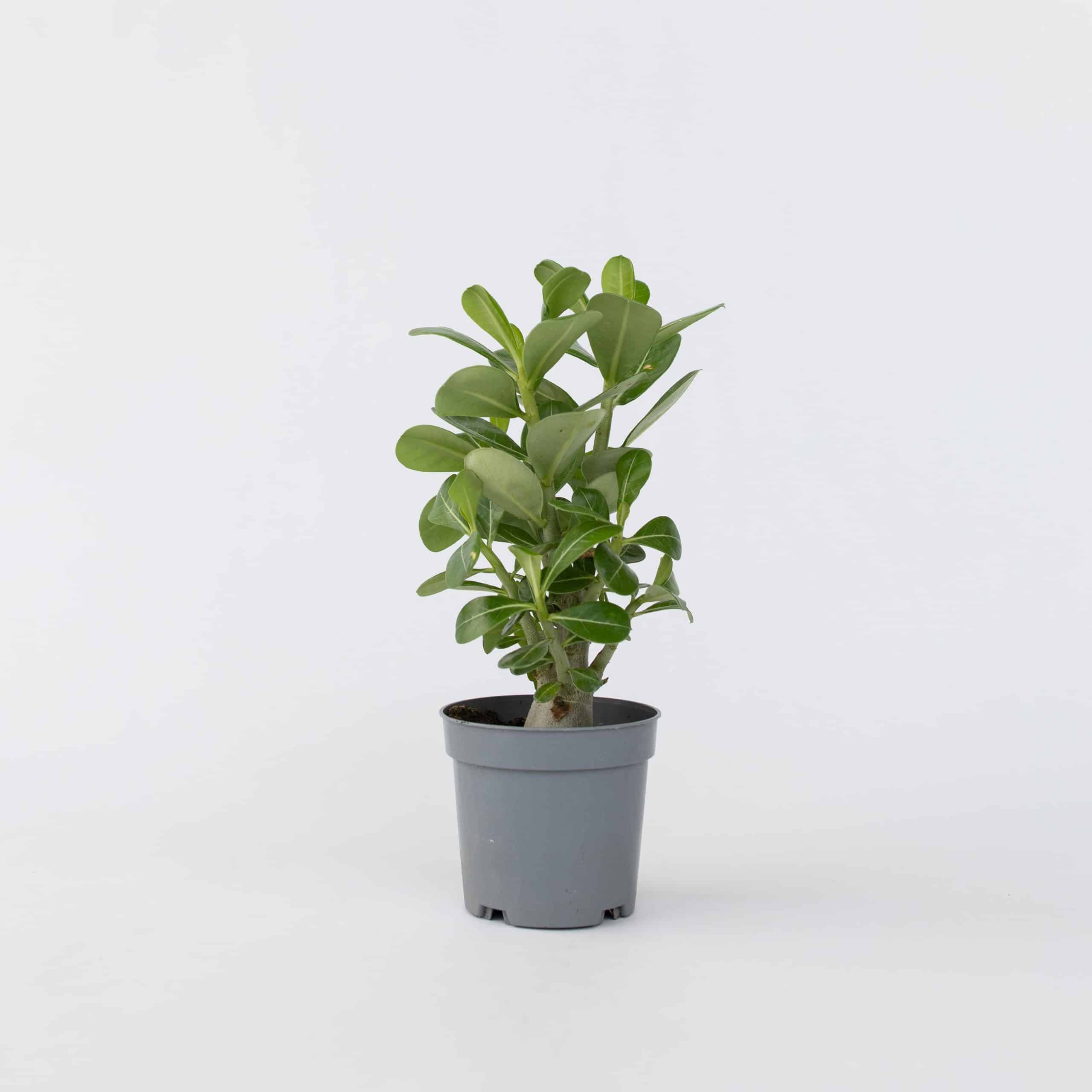 Plant in a Box - Wüstenrose - Adenium obesum - Höhe 25-40cm - Topf 10