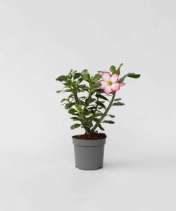 Plant in a Box - Wüstenrose - Adenium obesum 'Pink Star' - Höhe 30-45cm - Topf 13cm