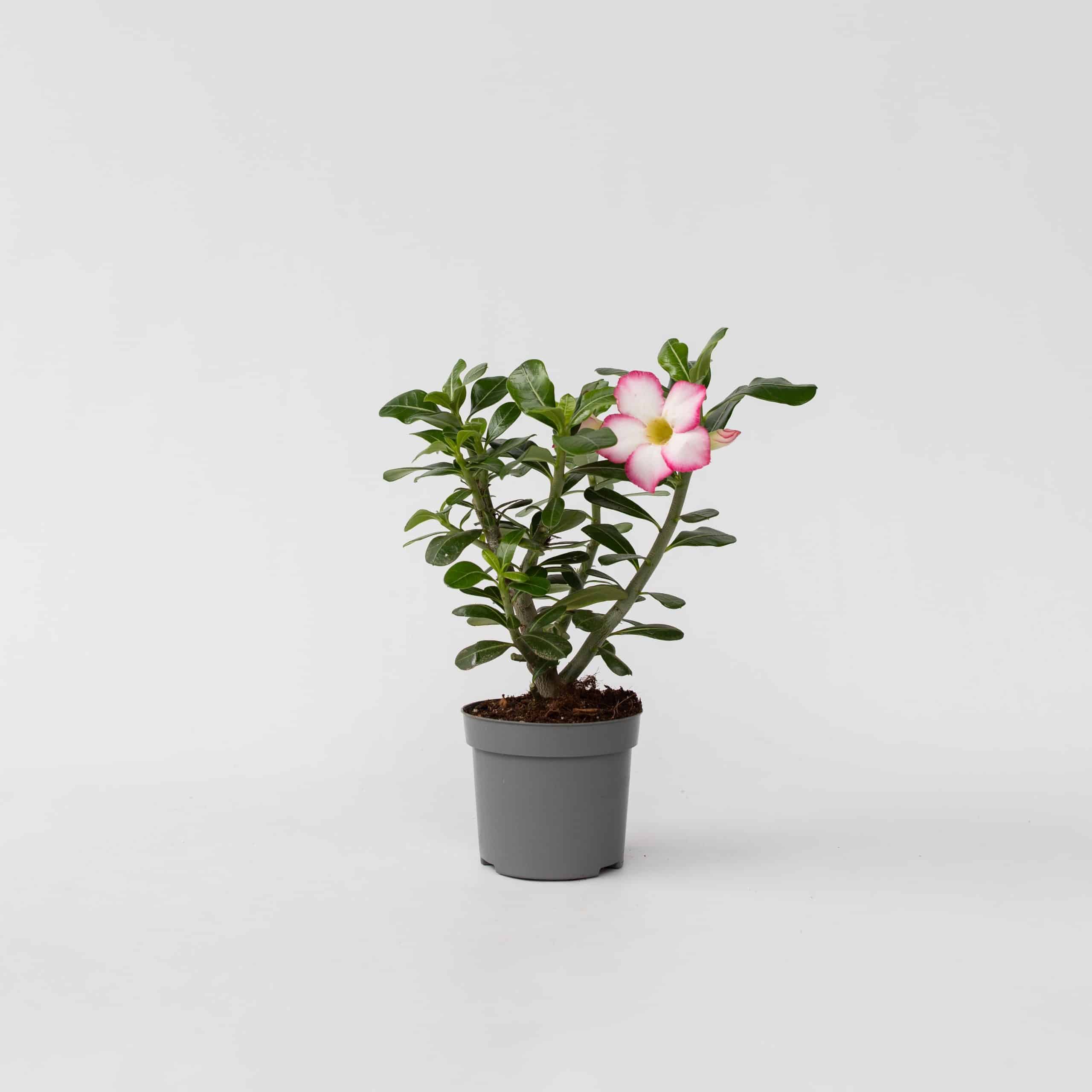 Plant in a Box - Wüstenrose - Adenium obesum 'Pink Star' - Höhe 30-45cm - Topf 13cm