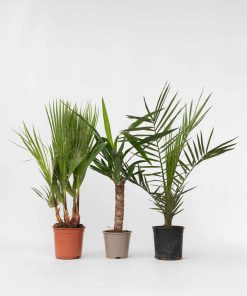 Plant in a Box - Zimmerpalmen-Mix - 3 Stk - Indoor Palmmix - Höhe 50-70cm - Topf 14cm