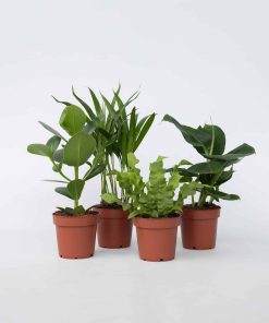 Plant in a Box - Zimmerpflanzen 'Grünes Quartett' - 4 Stk - Höhe 25-40cm - Topf 12cm