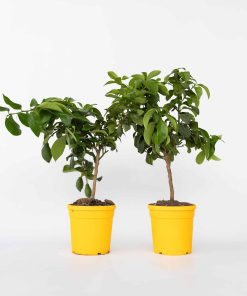 Plant in a Box - Zitronenbaum - 2 Stk - Citrus limon - Höhe 60-70cm - Topf 19cm