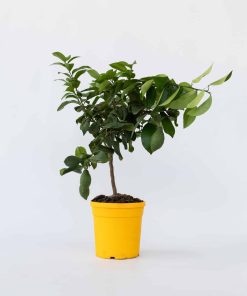 Plant in a Box - Zitronenbaum - Citrus limon - Höhe 60-70cm - Topf 19cm