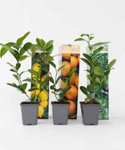Plant in a Box - Zitruspflanzenmischung - 6 Stk - Citrus limon - Höhe 25-40cm - Topf 9cm