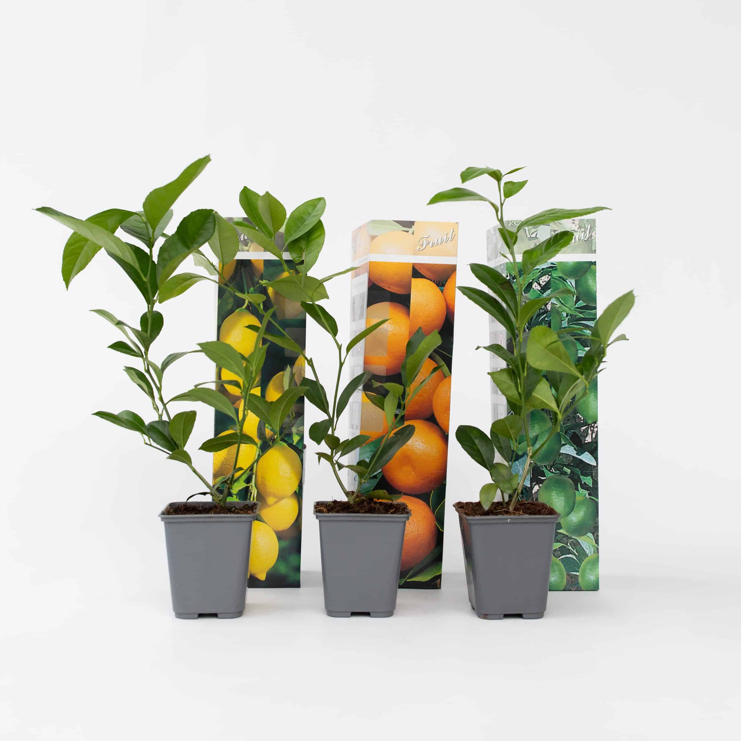 Plant in a Box - Zitruspflanzenmischung - 6 Stk - Citrus limon - Höhe 25-40cm - Topf 9cm