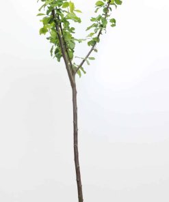 Prunus domestica 'Opal'