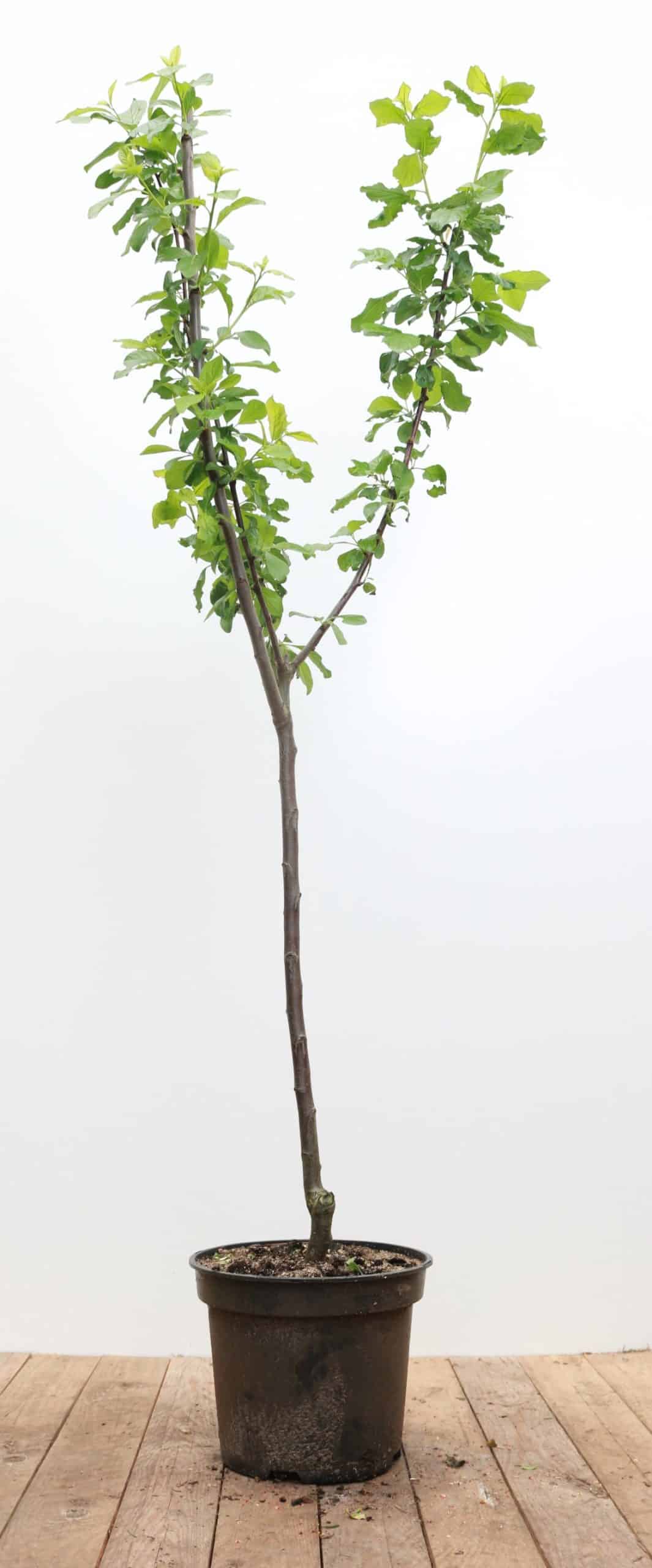 Prunus domestica 'Opal'