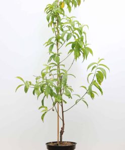 Prunus nucipersica 'Flavortop'