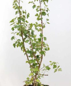 Ribes alpinum 'Schmidt'