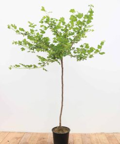 Ribes uva-crispa 'Hinnonmäki gelb'