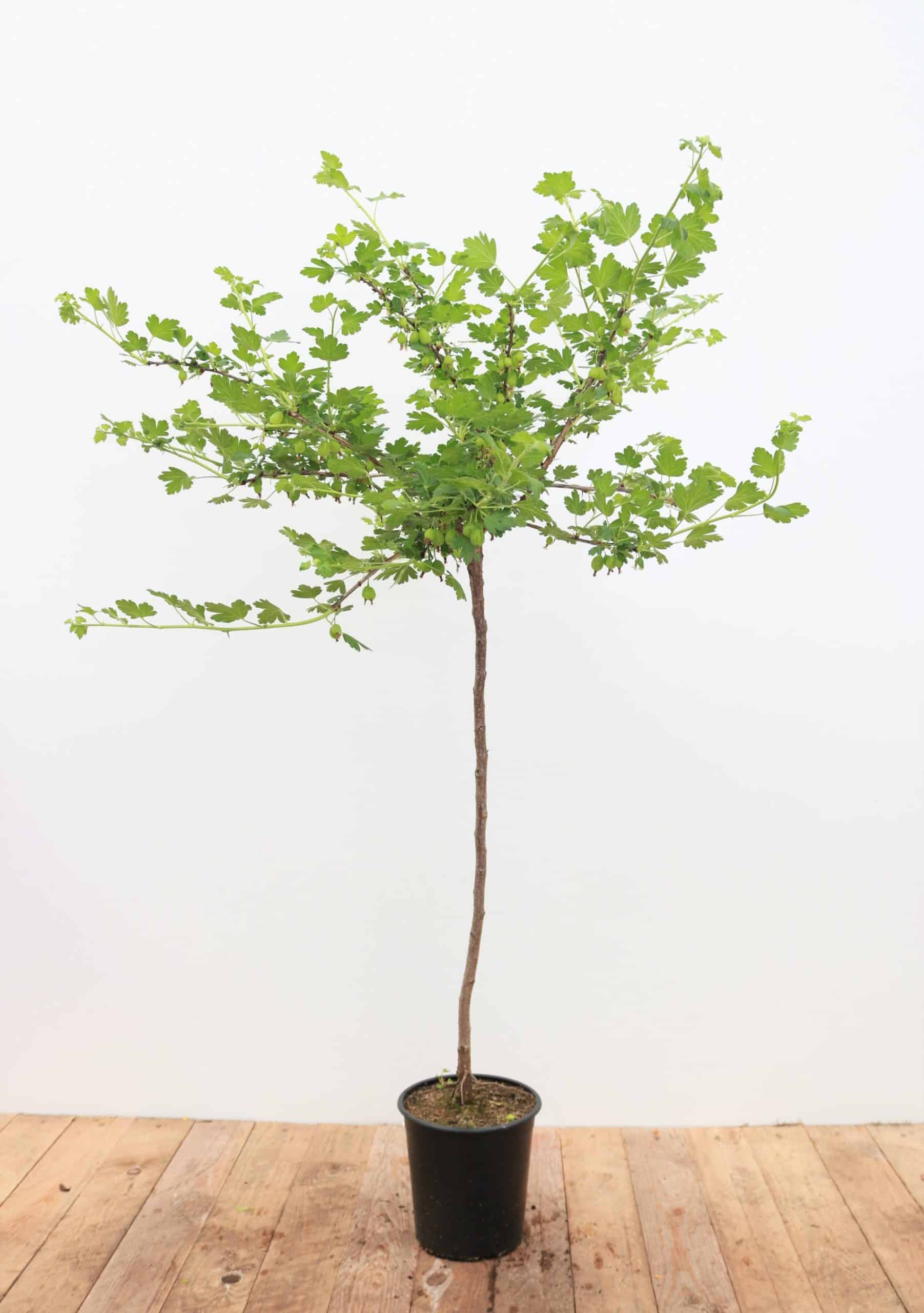 Ribes uva-crispa 'Hinnonmäki gelb'